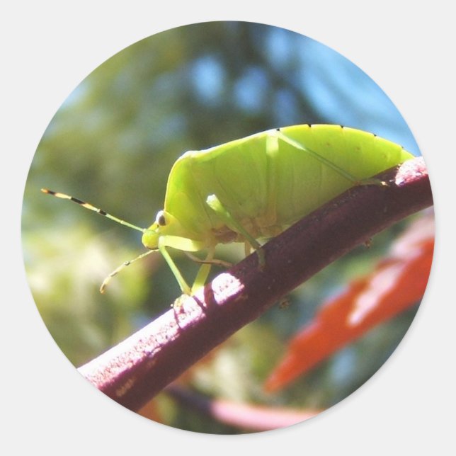 Inseto de rosca 216 ~ adesivo (Frente)