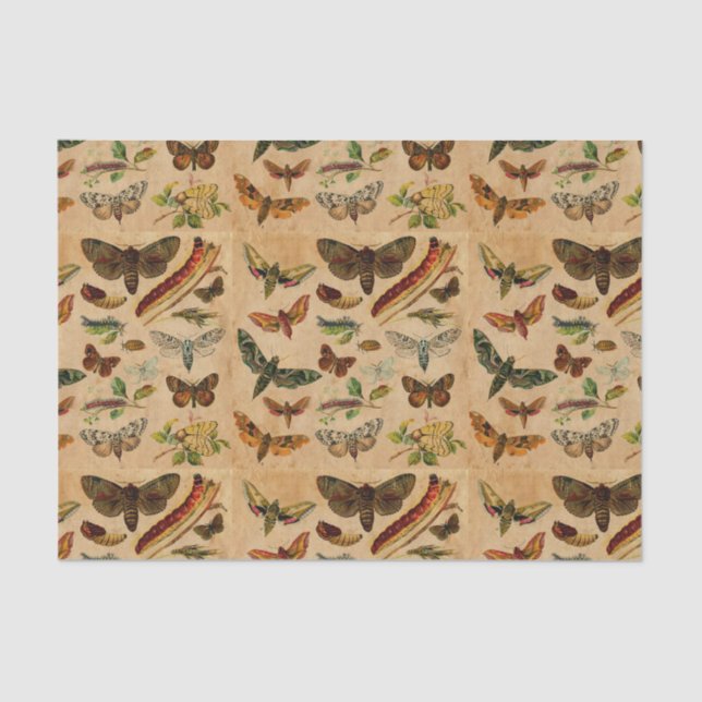 Insetos e borboletas Padrão de papel manchado da V (Frente )