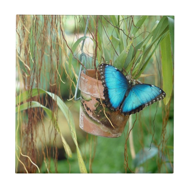 Inspirações da Natureza Borboleta Azul Brilhante (Frente)