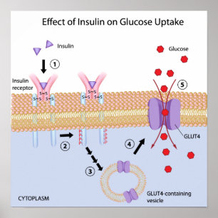 Insulina e Poster de absorção de glucose