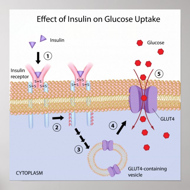 Insulina e Poster de absorção de glucose (Frente)