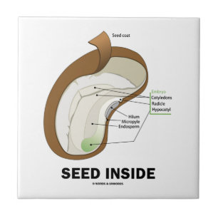 Interior da semente (anatomia da semente do feijã