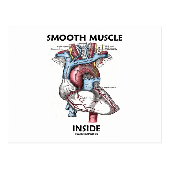 Interior do músculo liso (coração da anatomia do cartão postal