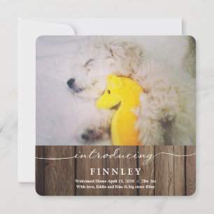 Introdução ao Novo Pet Anúncio do bebê