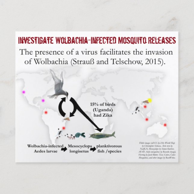 Investigate Wolbachia Flyer de 2 lados por RoseWri (Frente)