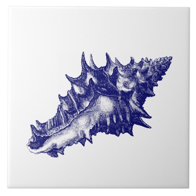 Invólucro marinho Vasum Ceramicum Azul e Branco (Frente)