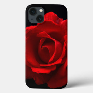 iphcn rosa vermelha