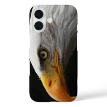 iphcnm da águia-calda