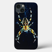 iphcnm de aranha do jardim europeu