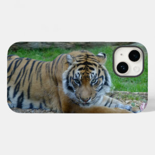 iPhone/iPad do Gaze de Tiger