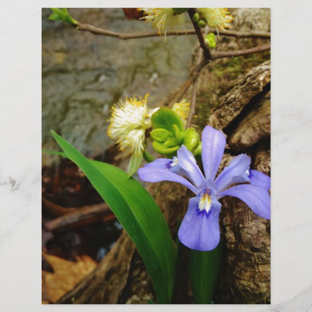 Íris Anã Crestado flor azul roxa branca (Frente)