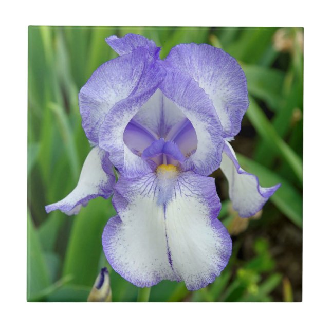 Íris azul (Frente)