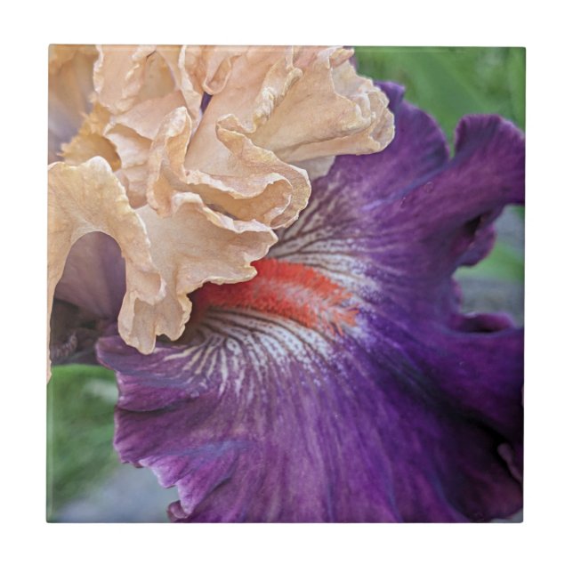 Iris Bloom Floral De Duas Pontas (Frente)