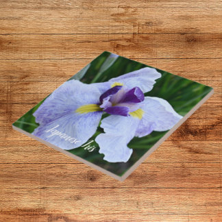 Iris Bloom Japonês