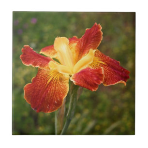 Íris de "nascer do sol de Louisiana Cajun "