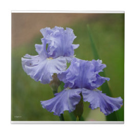 Iris Delight