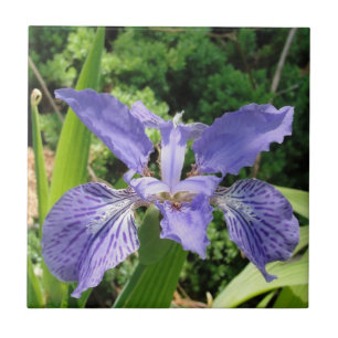 Íris do jardim, azul, azulejo 4,25