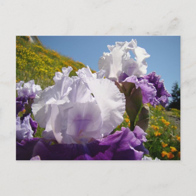 Íris Flor prado cartão postal Roxo Branco Íris (Frente)