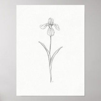 Iris Flower Sketch Impressão
