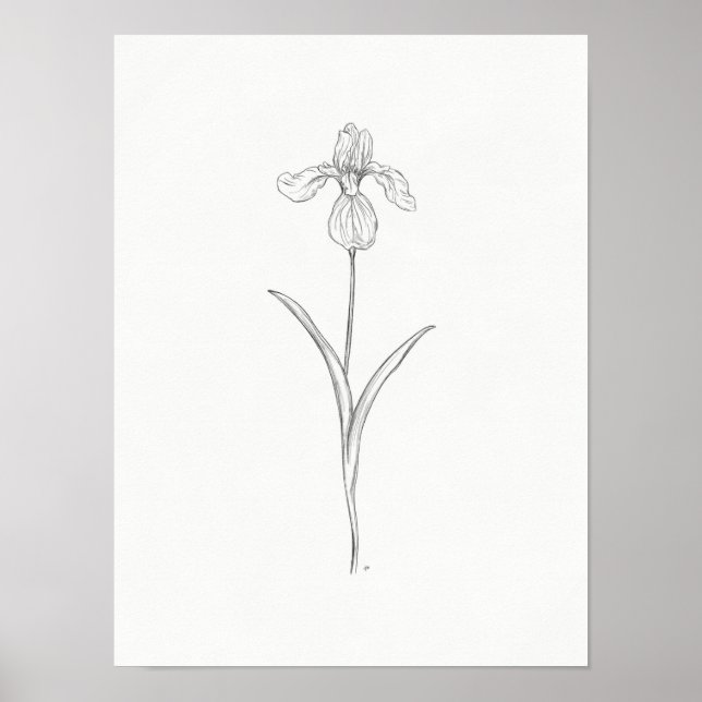 Iris Flower Sketch Impressão (Frente)