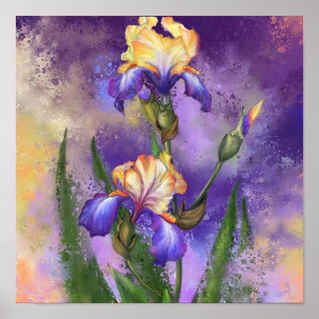 Iris Flowers Poster Irisa Pintura (Frente)