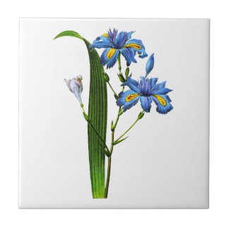 Iris Frangee por Joseph Pierre Redoute