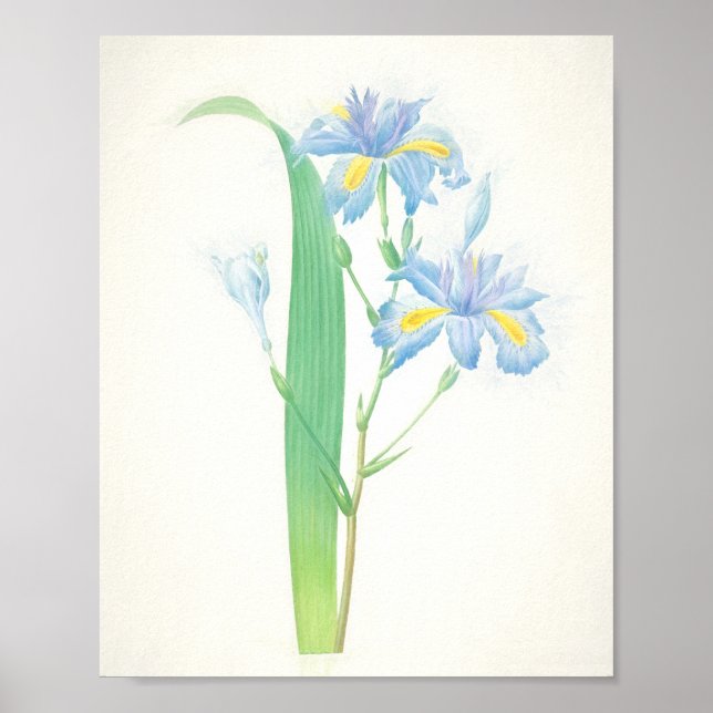 Iris Japonica Art Impressão (Frente)