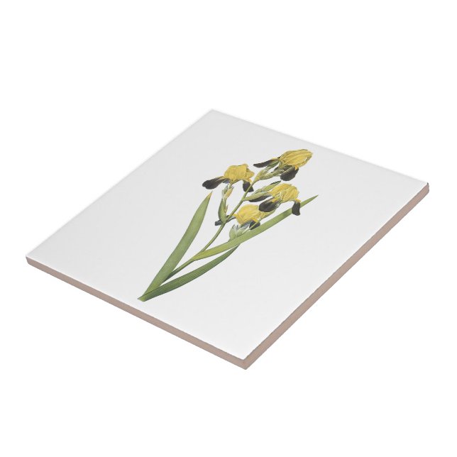 íris marrom-florescida (squalens da íris) por (Lateral)