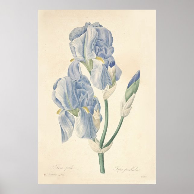 Iris Pale Poster (Frente)