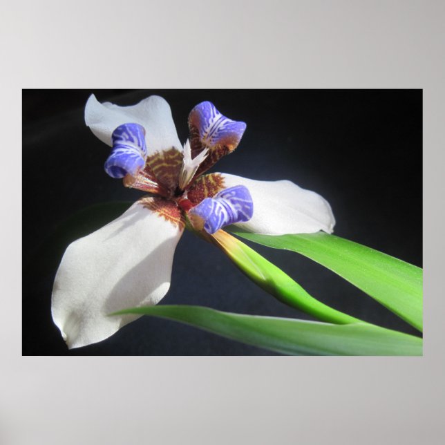Iris Poster (Frente)
