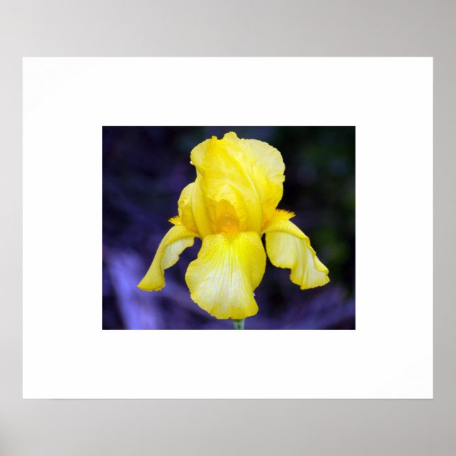 Iris Poster (Frente)