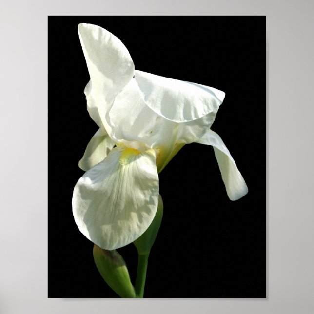 Iris Poster (Frente)