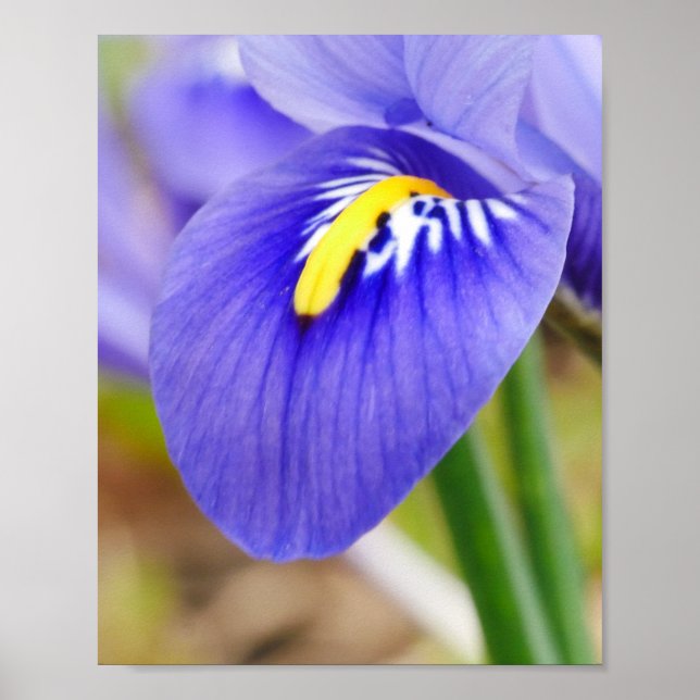 Iris Poster (Frente)