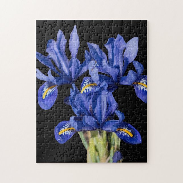 Iris Quebra-cabeça (Vertical)
