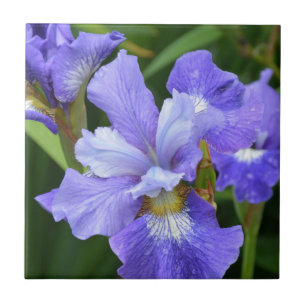 Iris roxa
