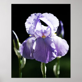 Iris Roxo 8393 Impressão