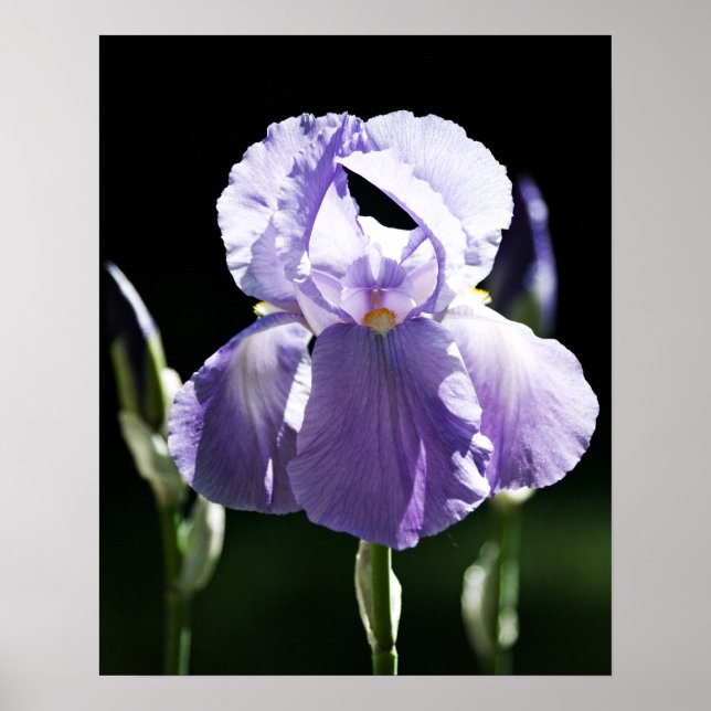 Iris Roxo 8393 Impressão (Frente)