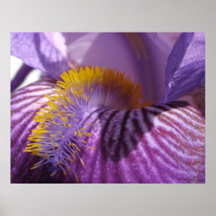 Iris' Tongue Impressão