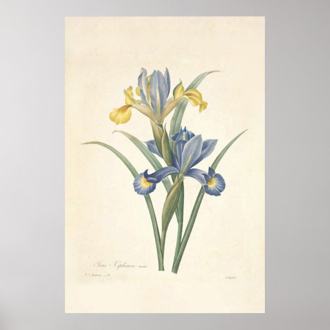 Iris Xiphium Poster (Frente)