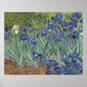 Irises Poster