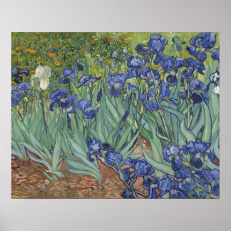 Irises Poster