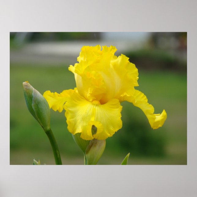 IRISES Yellow Iris Flowers Art Impressões Posters (Frente)