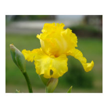 IRISES Yellow Iris Flowers Art Impressões Posters