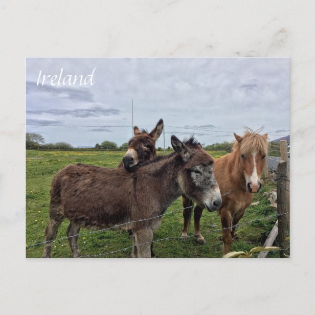 Irish Donkey and Horse, Irlanda Cartão postal (Frente)