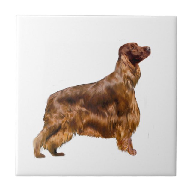 Irish Setter (Frente)