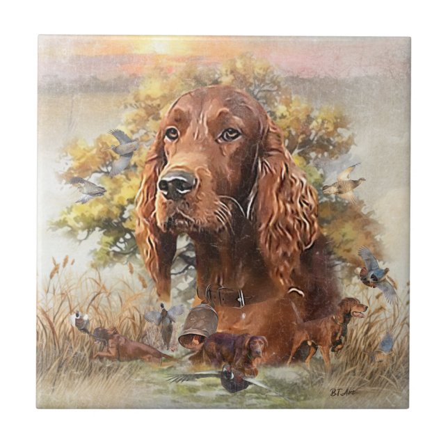 Irish Setter (Frente)