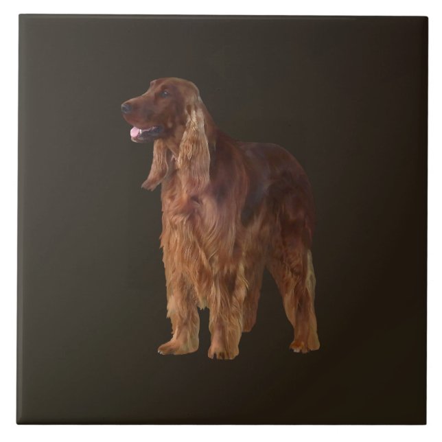 Irish Setter (Frente)
