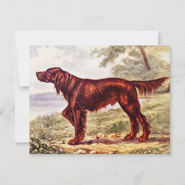 Irish Setter 1900 Ilustração do Cão desportivo (Frente)