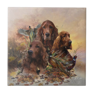 Irish Setters com Faasants - Caça à Paixão