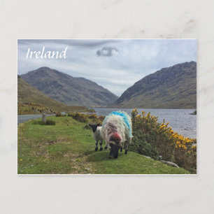 Irish Sheep, County Mayo, Irlanda Cartão postal